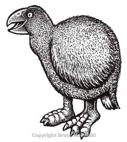 10 - Takahe Picture